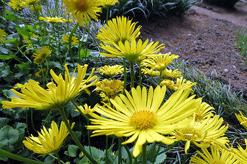 Image showing Doronicum orientale - Little Leo