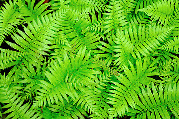 Image showing Fresh green leaf