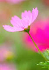 Image showing Pink flower
