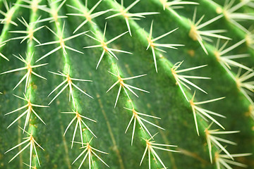 Image showing cactus close up