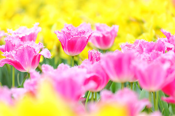 Image showing tulip in flower field