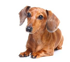 Image showing brown short hair dachshund dog