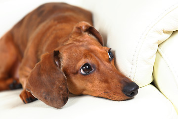 Image showing dachshund dog on sofa