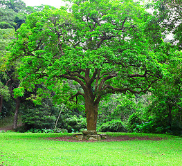 Image showing big tree