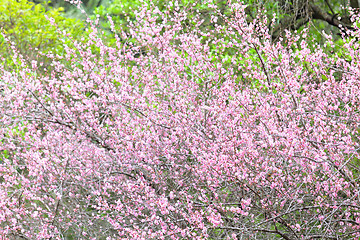 Image showing plum flower blossom