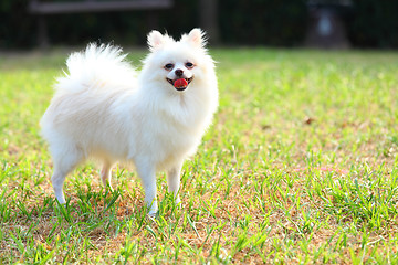 Image showing White Pomeranian dog