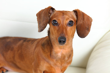 Image showing dachshund dog on sofa