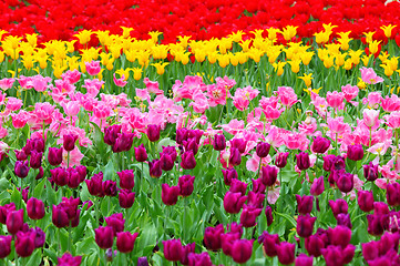 Image showing tulip in flower field