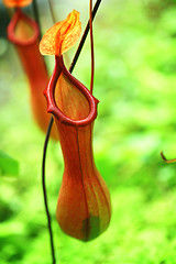 Image showing Pitcher plant