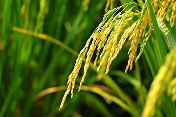 Image showing paddy rice field