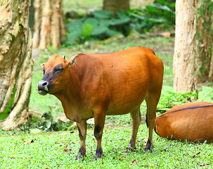 Image showing Cow