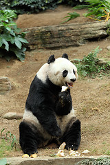 Image showing giant panda