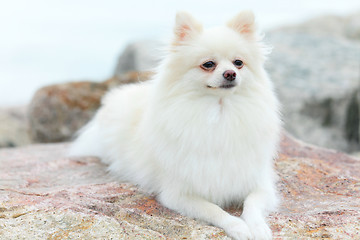 Image showing white pomeranian dog