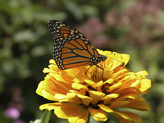 Image showing Monarch Butterfly-Marigold