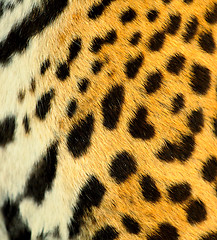 Image showing Real Leopard Skin