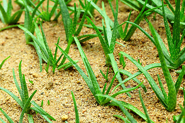 Image showing Aloe vera field