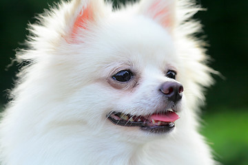 Image showing White Pomeranian dog