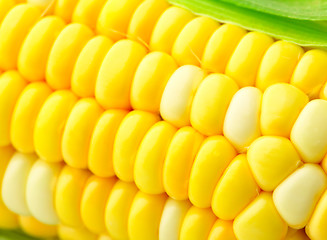 Image showing corn cob