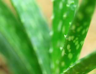 Image showing Aloe Vera