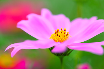 Image showing cosmos flower