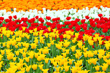 Image showing tulip in flower field