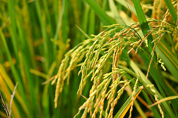 Image showing paddy rice field