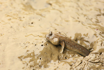 Image showing mudskipper fish