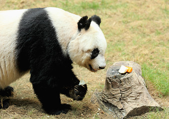 Image showing giant panda