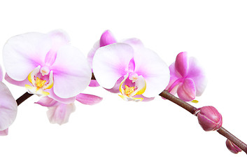 Image showing Orchid flowers