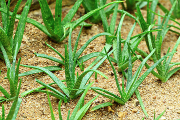 Image showing Aloe vera field