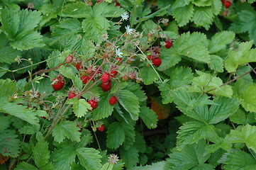 Image showing Wild straberrys in july