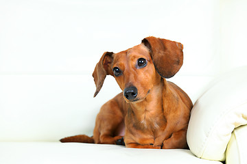 Image showing dachshund dog on sofa