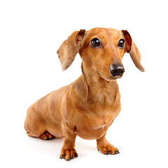 Image showing brown short hair dachshund dog