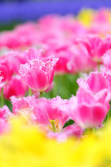 Image showing tulip in flower field