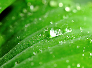 Image showing Dew on the Green Leaf, closeup