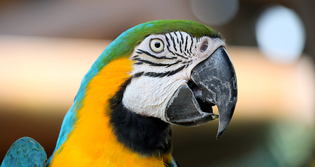 Image showing Macaw parrot