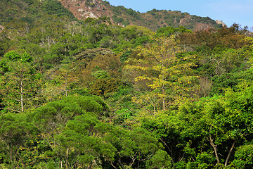 Image showing green forest