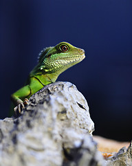 Image showing green iguana