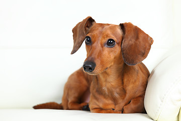 Image showing dachshund dog on sofa