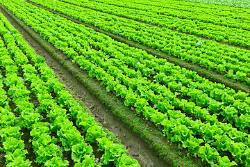 Image showing lettuce plant in field