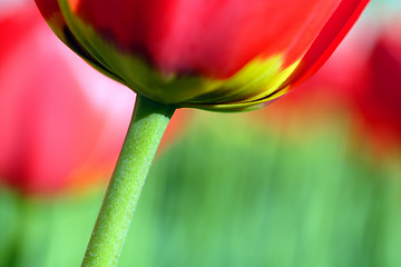 Image showing Flowers, Tulip