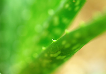 Image showing aloe vera