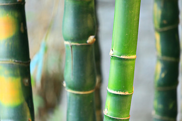 Image showing bamboo