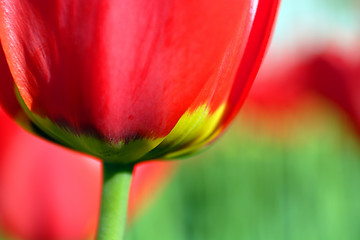 Image showing Flowers, Tulip