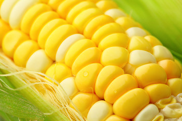 Image showing corn cob with green leaves