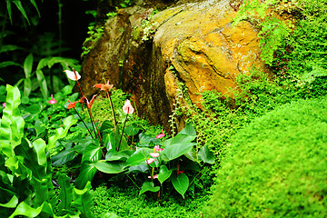 Image showing Tropical Rainforest Landscape