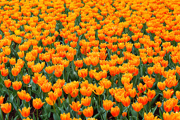 Image showing tulip in flower field