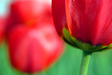 Image showing Flowers, Tulip