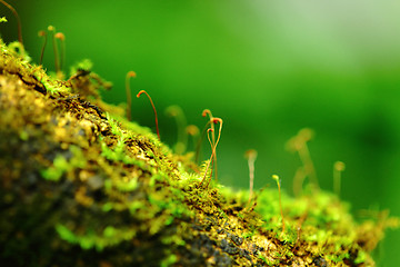 Image showing moss