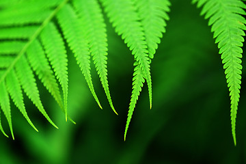 Image showing fresh green leaf